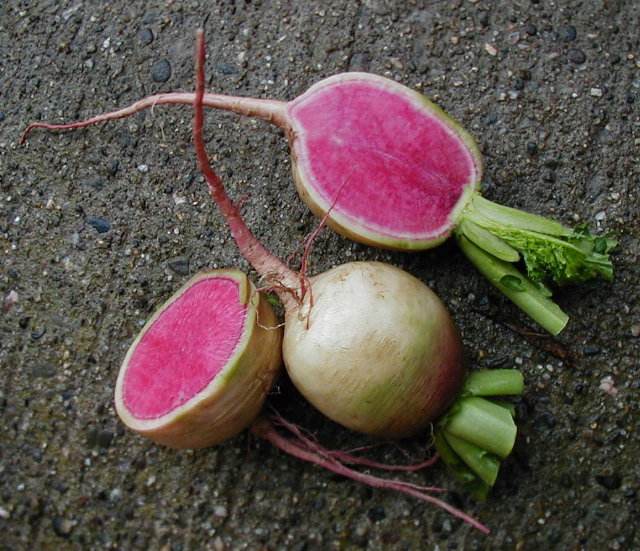 Watermelon Radish