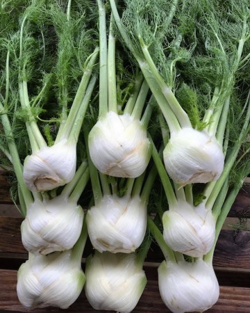 Fennel