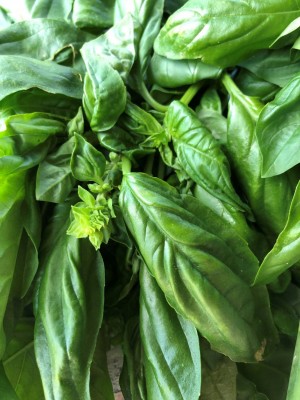 Italian Basil