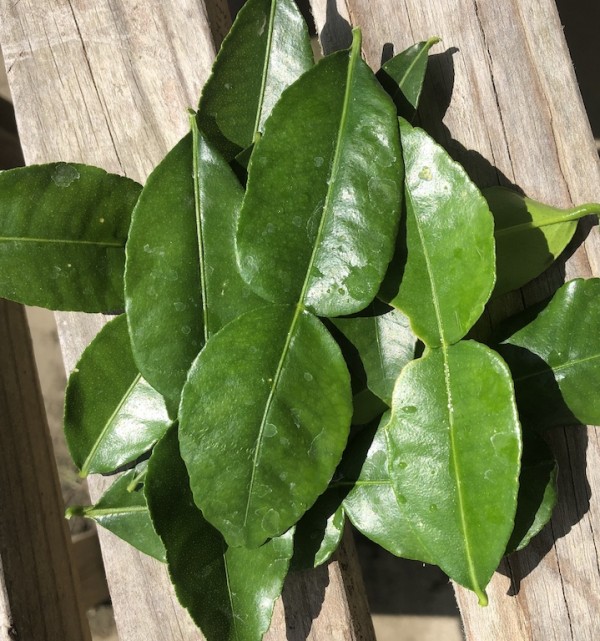 Lime Leaves