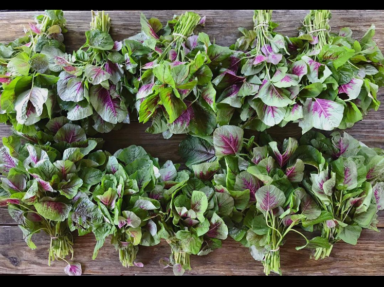 Amaranth Greens